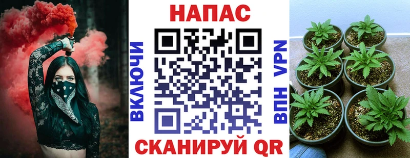Бошки марихуана гибрид блэк спрут ссылка Михайлов где можно купить